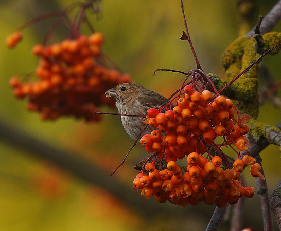 Common Rosefinch