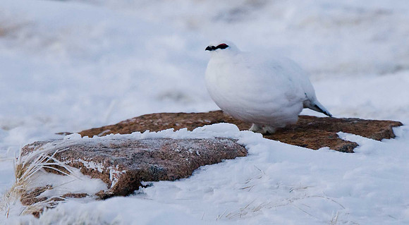 Ptarmigan