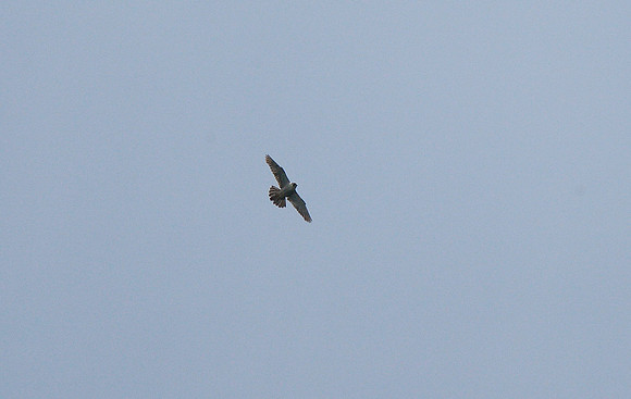 Peregrine