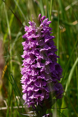 Marsh Orchid