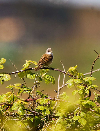 Whitethroat