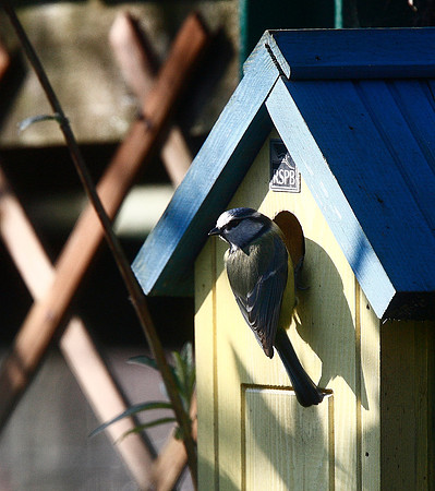Blue Tit