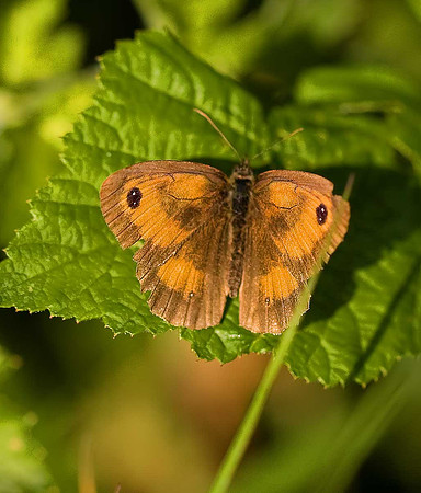 Gatekeeper