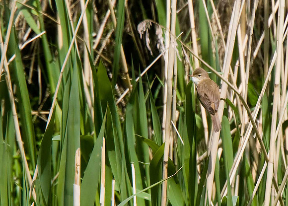 Reed Warbler
