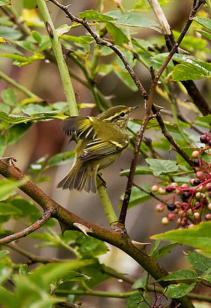 Yellow-browed Warbler
