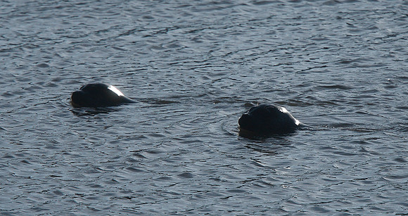 Seal