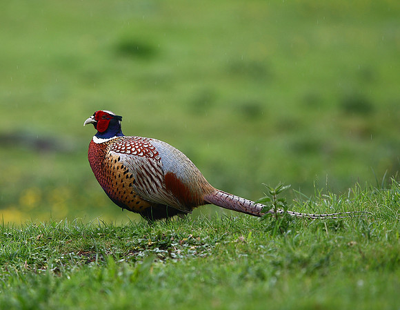 Common Pheasant