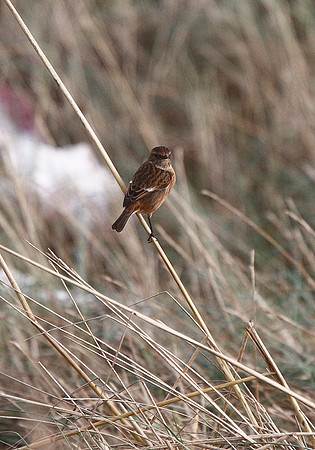 Stonechat