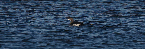 Black-throated Diver
