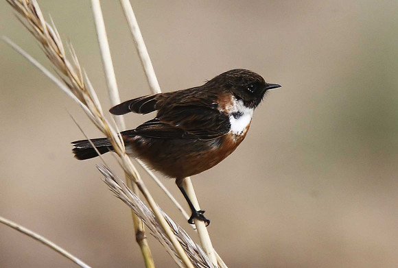 Stonechat