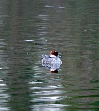 Smew - redhead