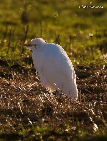 Cattle Egret