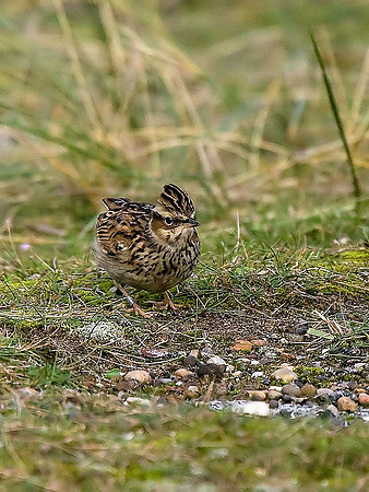 Woodlark