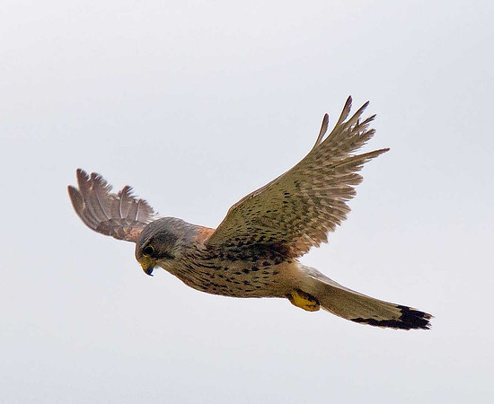 Kestrel
