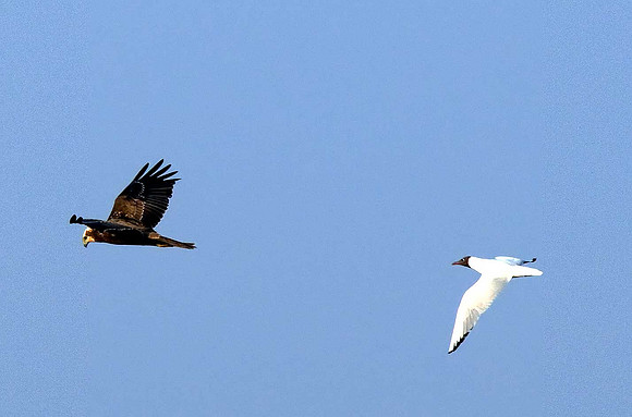 Marsh Harrier