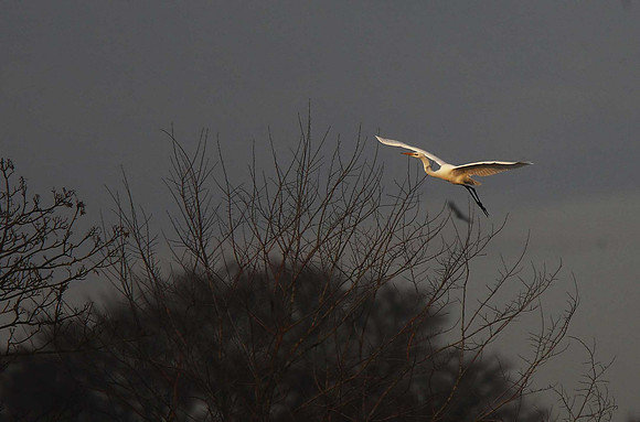 Great White Egret