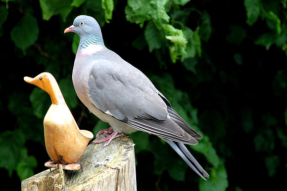 Wood Pigeon