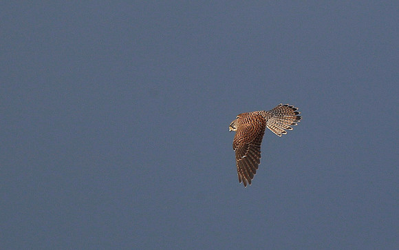 Kestrel