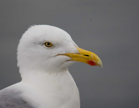 Herring Gull