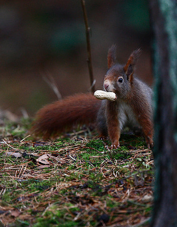Red Squirrel