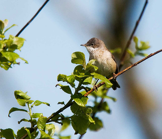 Whitethroat