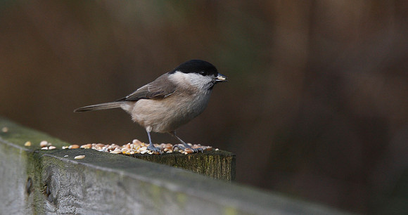 Marsh Tit