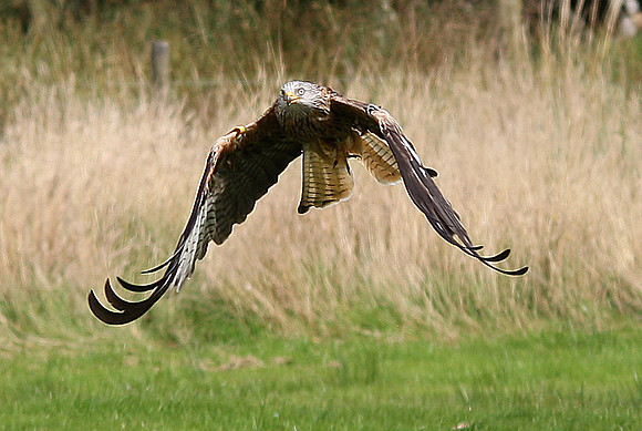 Red Kite