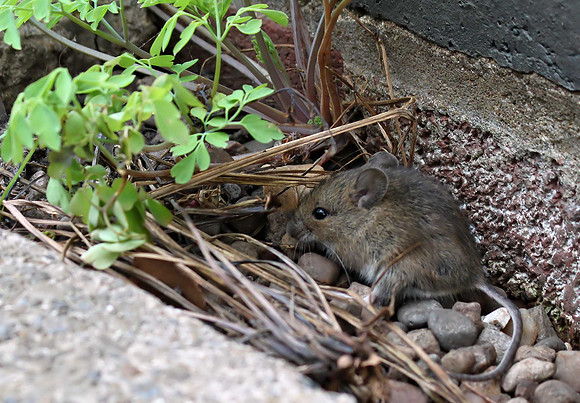 Wood Mouse