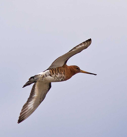 Black-tailed Godwit