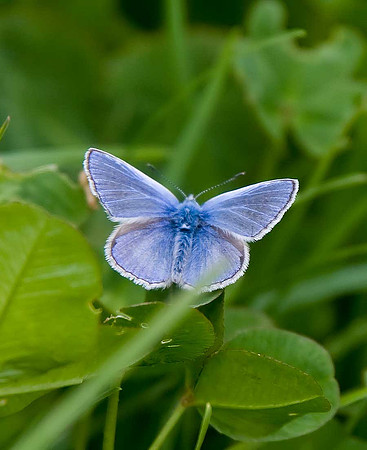 Common Blue