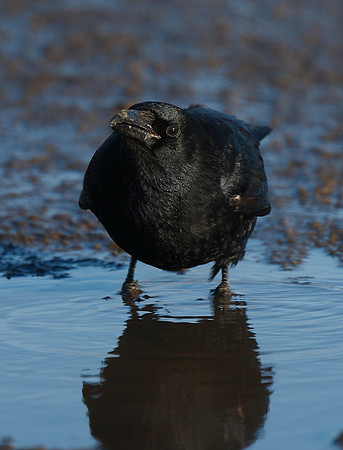 Crow
