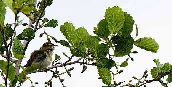 Willow Warbler