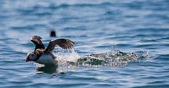 Puffin