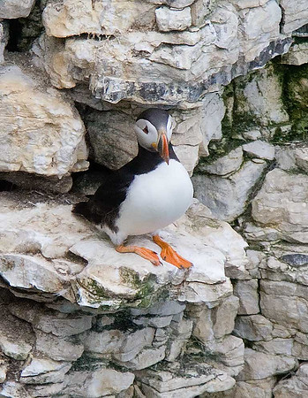 Puffin