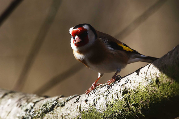 Goldfinch