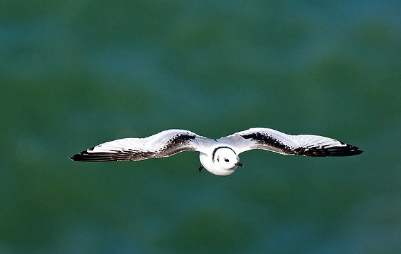 Kittiwake