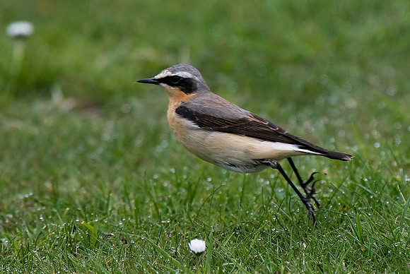 Wheatear