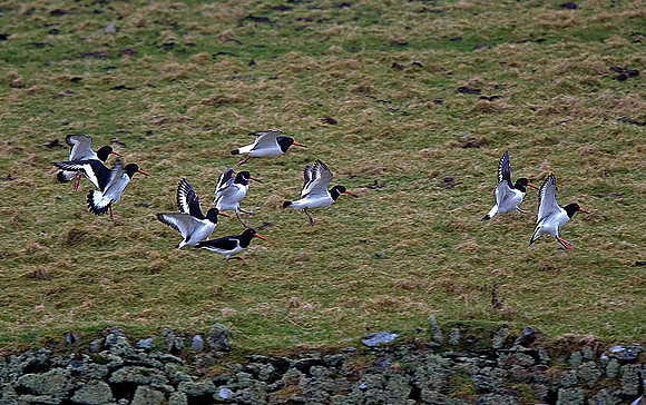 Oystercatchers