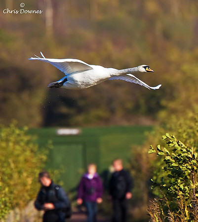 Mute Swan