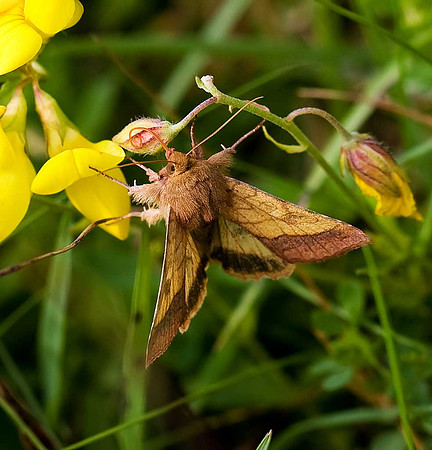 Bordered Sallow (Pyrrhia umbra)