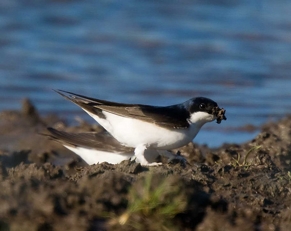 House Martin