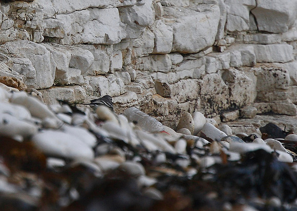 Citrine Wagtail