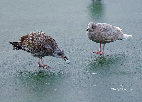 Iceland Gull [on right]