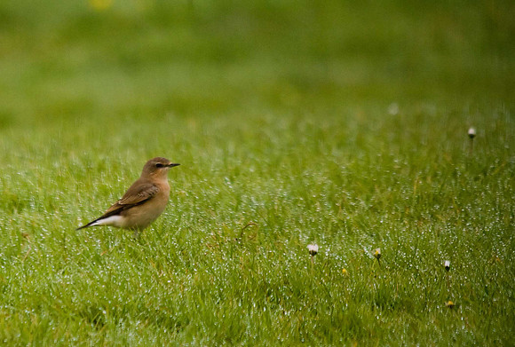 Wheatear