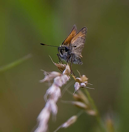 Essex Skipper
