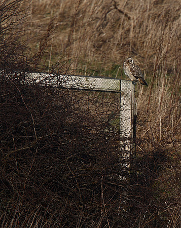Short-eared Owl