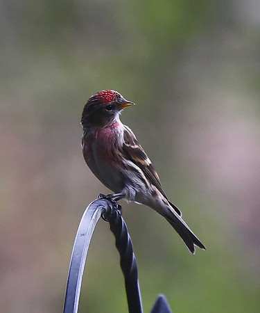 Lesser Redpoll