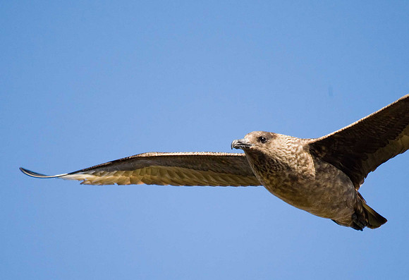 Great Skua