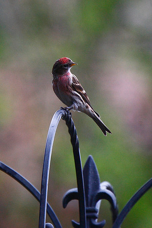 Lesser Redpoll