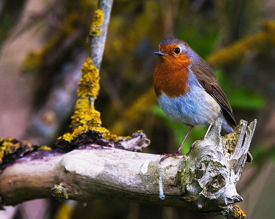 Robin